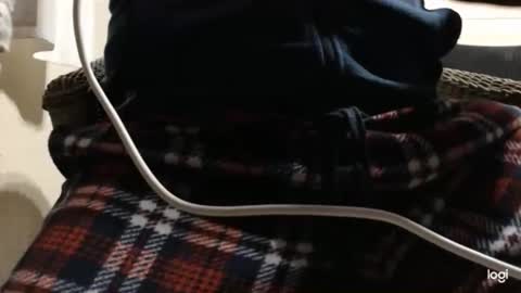 flowerpower622 online show from 01.06.26