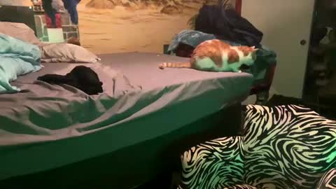 Snapshot of foxyladysback923 chatting on 02.28.25 foxyladysback923 online show from 02.28.25