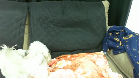 gaby  layla online show from 01.13.25