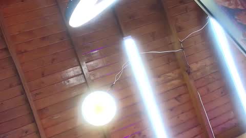 gabriela online show from 10.01.25