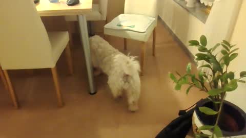 harald1234 online show from 12.01.25