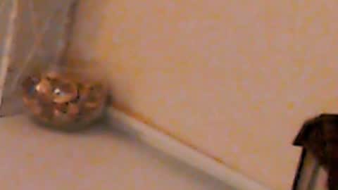 Heaven girl online show from 02.04.25