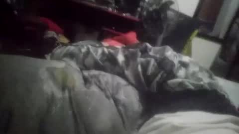 horsebrowm online show from 01.01.25