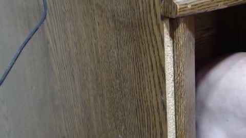 hungsofine online show from 02.16.25