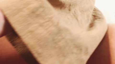 Snapshot of ingret_sunshine chatting on 12.13.24 Ingret online show from 12.13.24