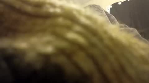 internationalwang online show from 03.10.25