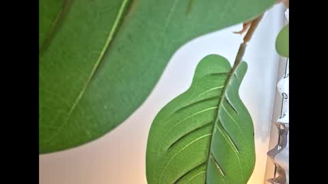 Isabella online show from 10.23.25