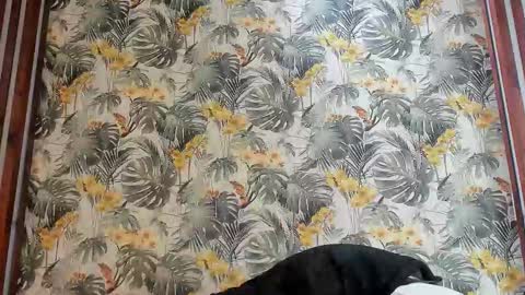 Italo Moore online show from 09.25.25