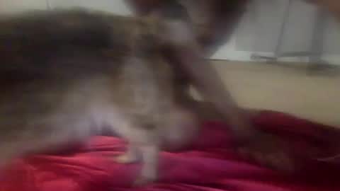 Snapshot of iysisfv chatting on 09.26.25 iysisfv online show from 09.26.25