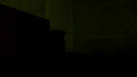 Jamacian online show from 02.21.25