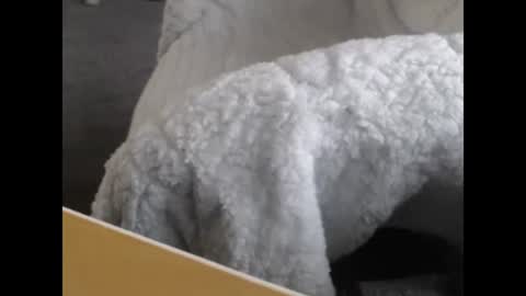 sissy gurl online show from 12.12.24