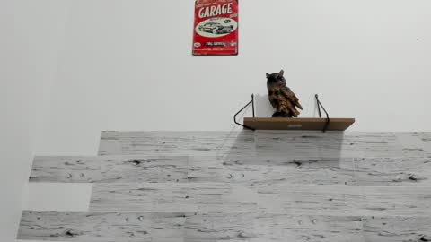 Jaycreedd online show from 09.11.25