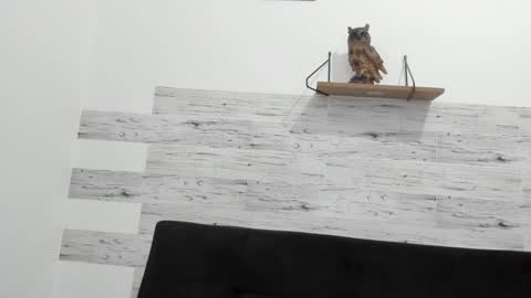 Jaycreedd online show from 10.02.25