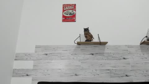 Jaycreedd online show from 11.12.25