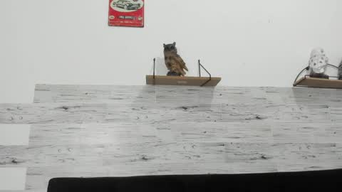 Jaycreedd online show from 03.04.26