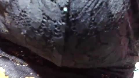 Snapshot of jaysonata215 chatting on 12.09.24 jaysonata215 online show from 12.09.24