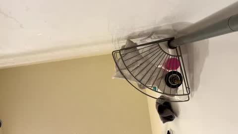 Snapshot of josephung1 chatting on 02.15.25 sissy josphine online show from 02.15.25