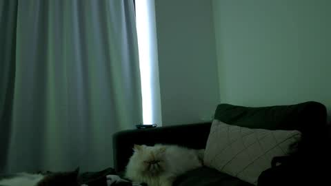 Juanitafoxx online show from 04.06.26