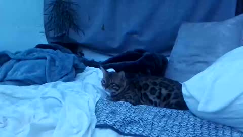 jwolf11851725 online show from 10.25.25