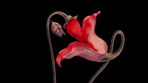 katsuro online show from 03.02.25