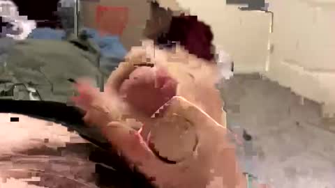 keegandaddy4200 online show from 01.11.26