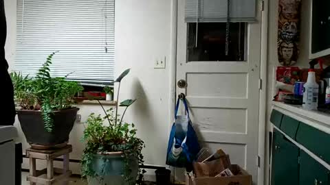 lacybell online show from 02.15.25