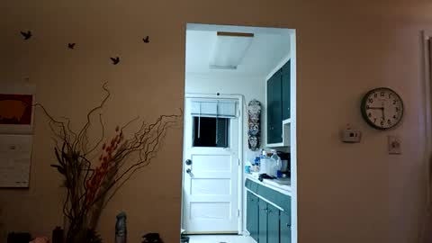 lacybell online show from 03.08.25