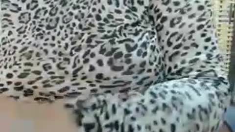 LAILA online show from 07.22.26