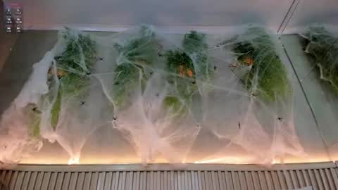 Snapshot of lana_lann chatting on 10.20.25 lana_lann online show from 10.20.25