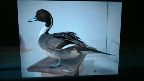 Lance online show from 01.13.25