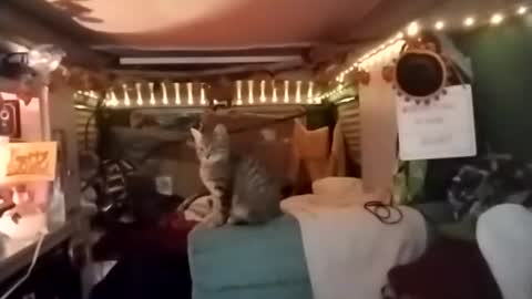 LesleyGumGrass- The Boring Trans girl online show from 12.18.25