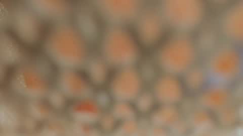 Lina Fanslymysensualworld online show from 01.05.25