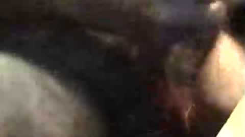 Snapshot of lukestarfckr chatting on 11.18.25 lukestarfckr online show from 11.18.25