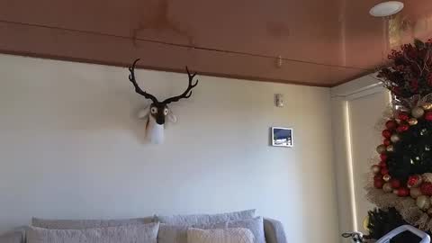 Sebastian online show from 12.08.24