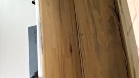 mellomike online show from 03.04.26