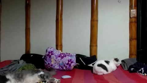 Mia  Sam online show from 03.22.26