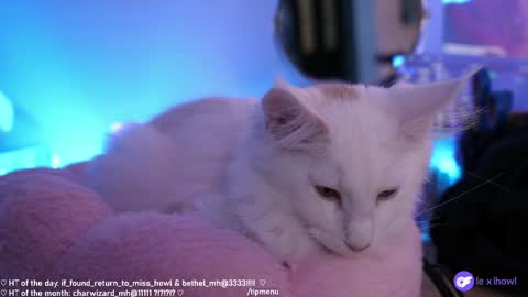 Lexi Bitch Tits Baked Goldfish Howl Miss Zero Remeber The First online show from 01.11.25