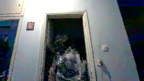 Snapshot of mppempis81 chatting on 02.02.26 mppempis81 online show from 02.02.26