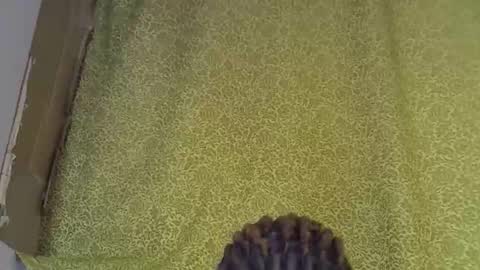 previn online show from 01.07.26