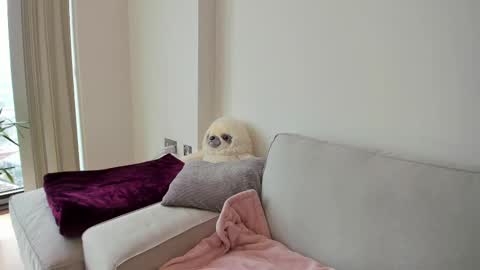 Snapshot of naughtynerdygirl chatting on 02.19.25 Gigi Chu online show from 02.19.25