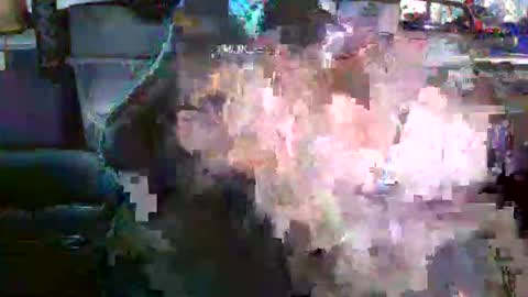 nick stavrou online show from 12.19.25