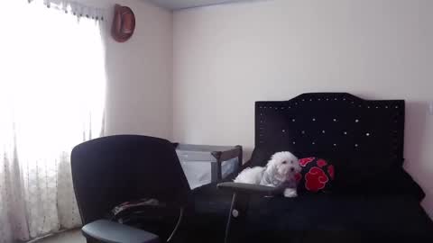 Snapshot of nicoletta_c66 chatting on 11.20.25 Nicole online show from 11.20.25