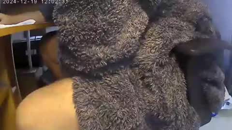 Snapshot of nineinchhard chatting on 12.19.24 nineinchhard online show from 12.19.24