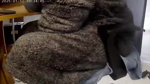 Snapshot of nineinchhard chatting on 01.12.25 nineinchhard online show from 01.12.25