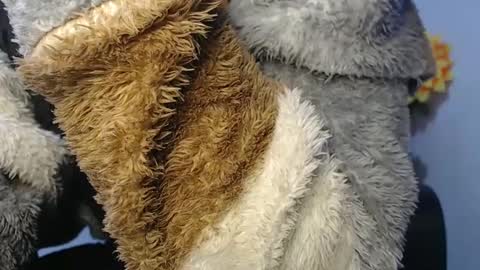 Snapshot of noah_miller7 chatting on 01.23.25 Noah Millers online show from 01.23.25