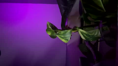 bbygtbckkk online show from 12.17.24