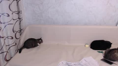 Snapshot of olivia_redd chatting on 11.03.25 Olivia online show from 11.03.25