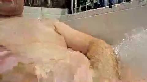 Snapshot of p20ccm chatting on 01.11.25 p20ccm online show from 01.11.25