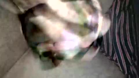 Snapshot of pacho_007 chatting on 02.19.26 Superfeno online show from 02.19.26