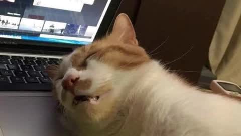 Pam online show from 03.04.25